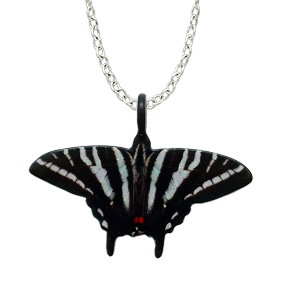 Zebra Swallowtail