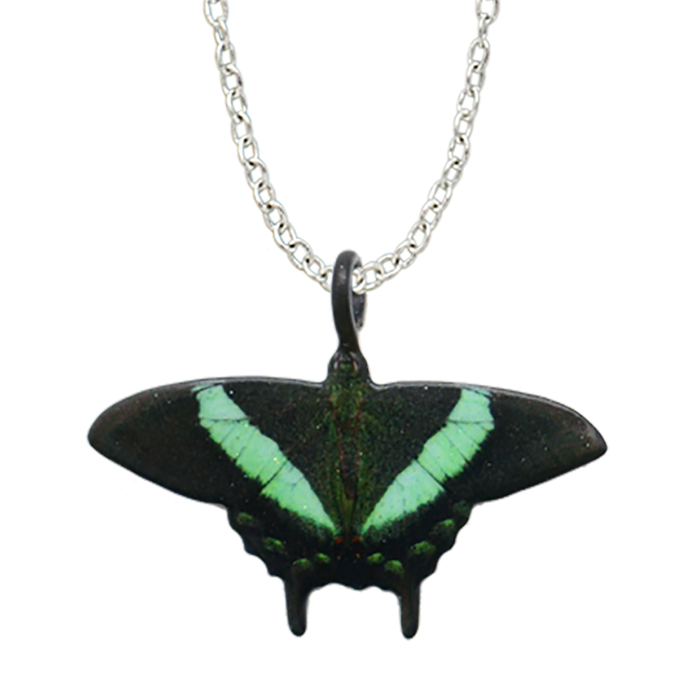 Emerald Swallowtail