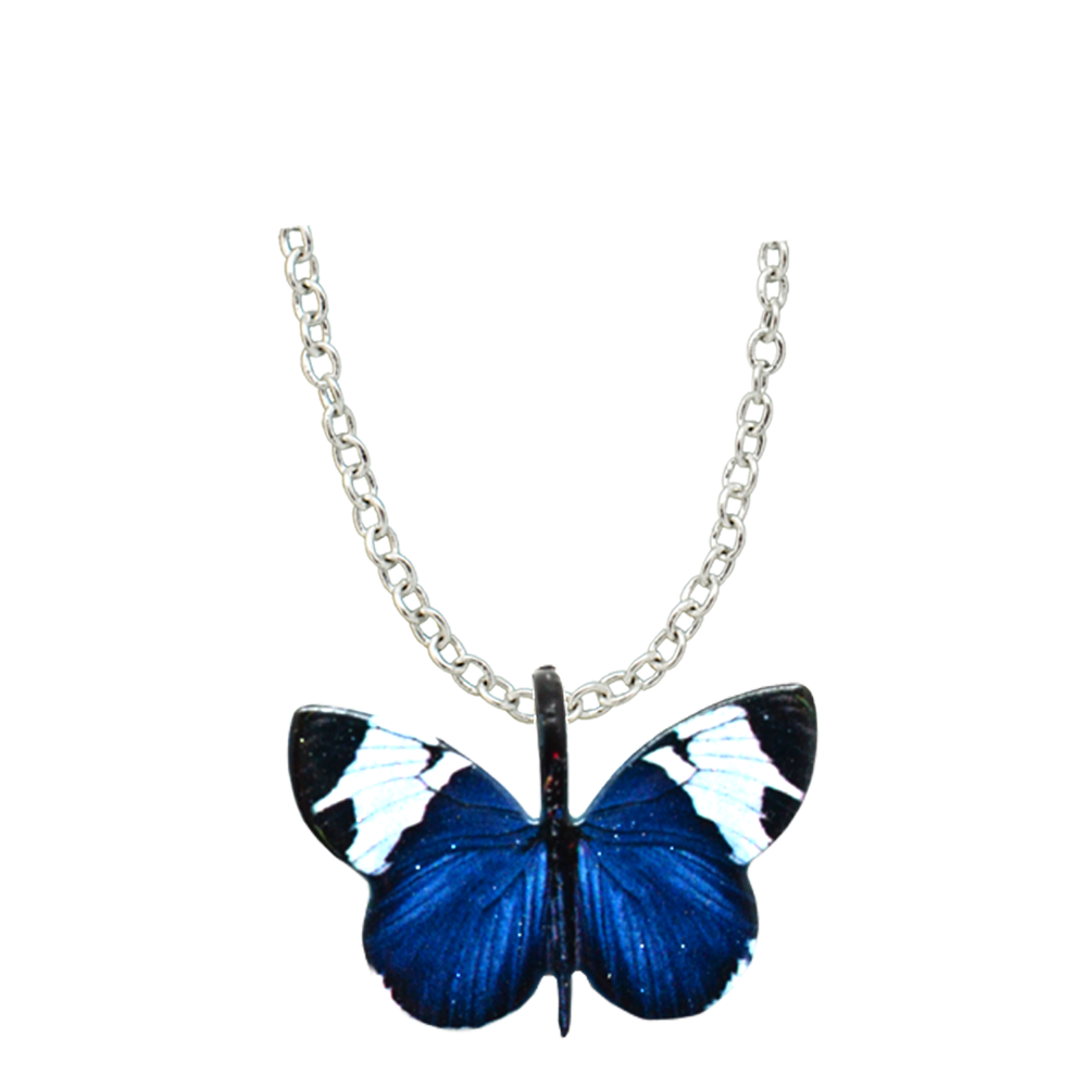 Sapho Longwing Butterfly