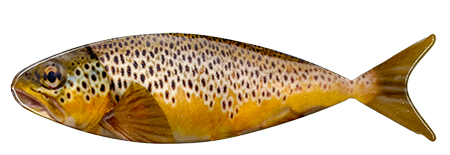 Brown Trout Magnet #9645