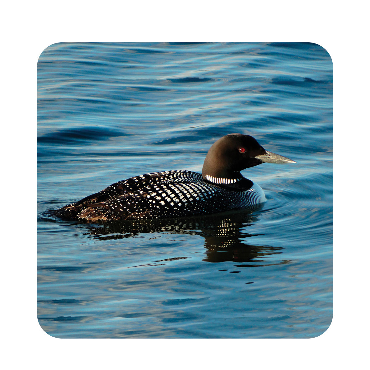 Loon Wood Coaster Set, 3.75x3.75, set of 4