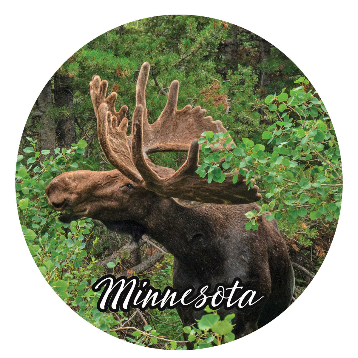 Minnesota Wood Coaster Set, 3.75x3.75, set of 4