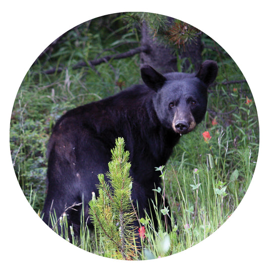 Northland Wood Coaster Set, 3.75x3.75, set of 4