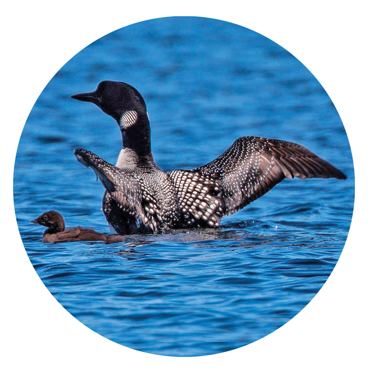 Northland Wood Coaster Set, 3.75x3.75, set of 4