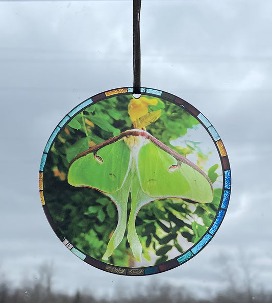 Luna Moth, Acrylic Window Ornament #SC220
