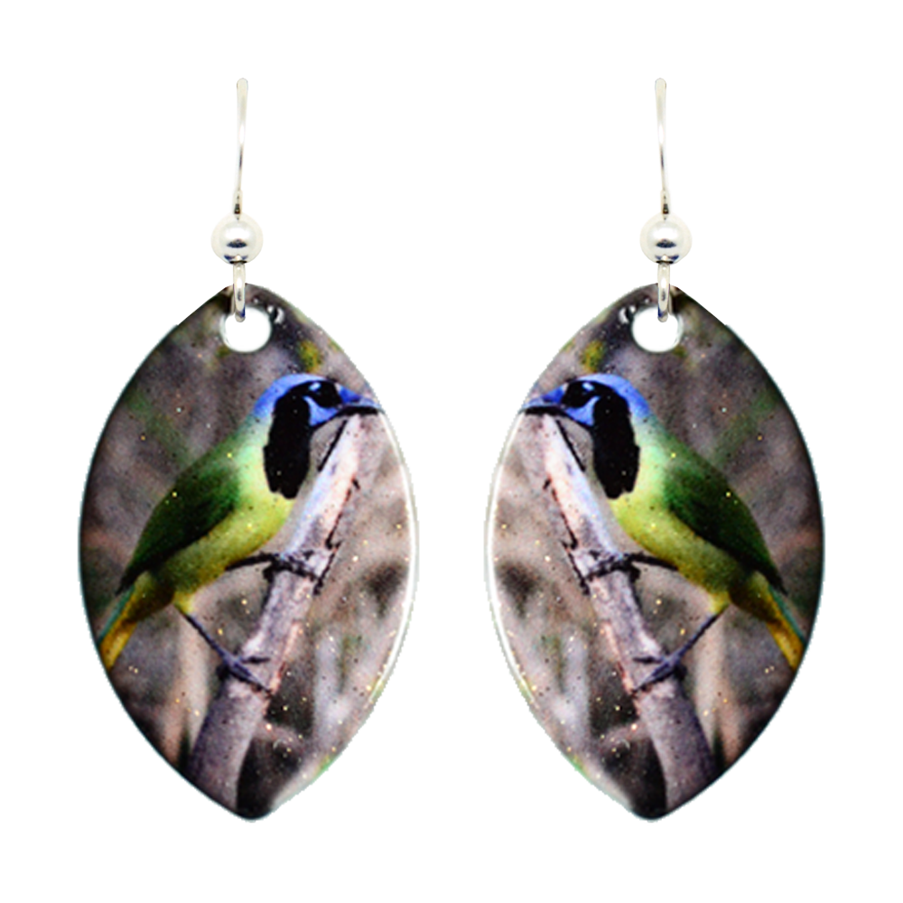 Green Jay