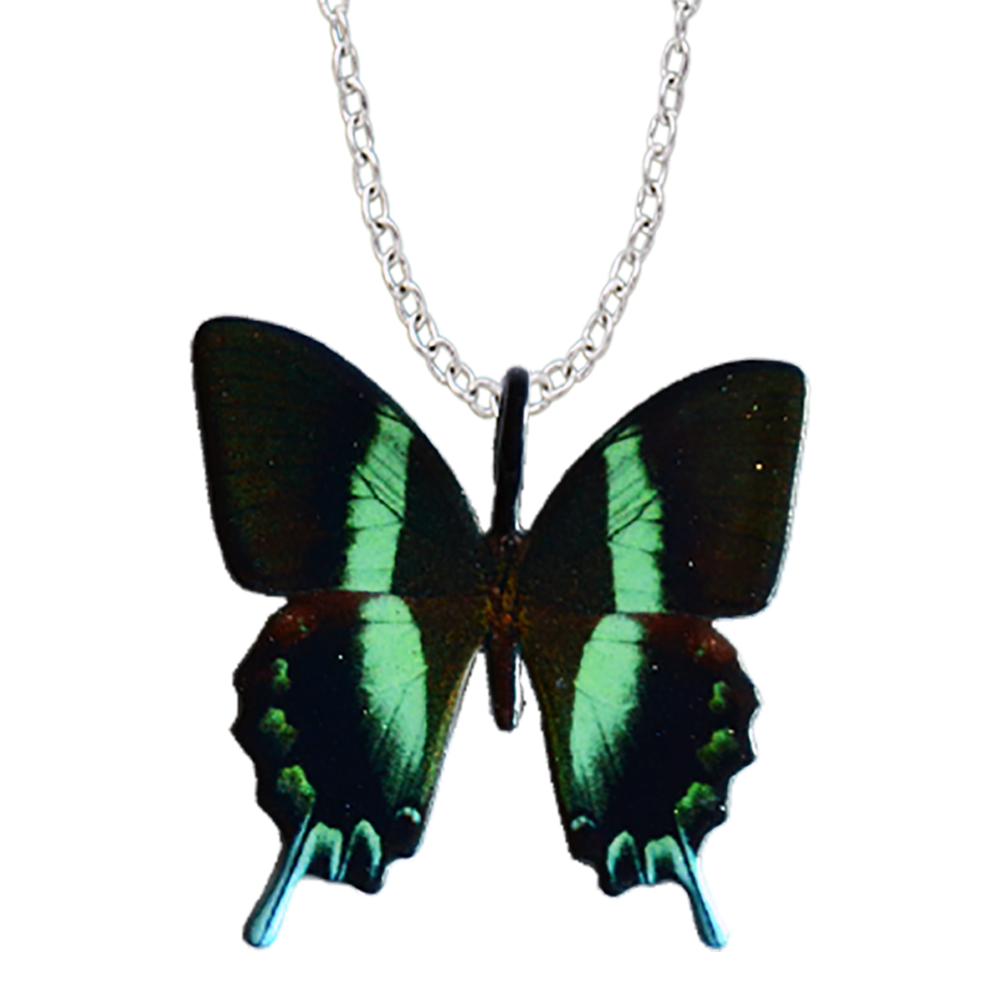 Peacock Swallowtail