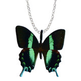 Peacock Swallowtail