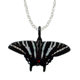 Zebra Swallowtail