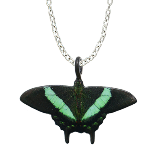 Emerald Swallowtail