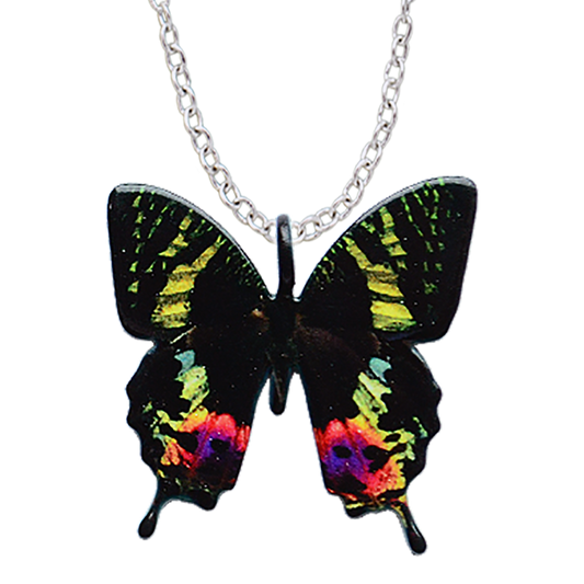 Sunset Moth