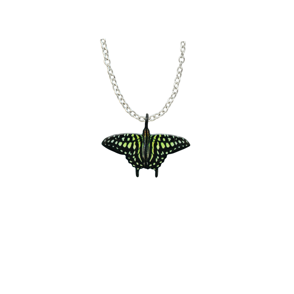 Tailed Jay Butterfly