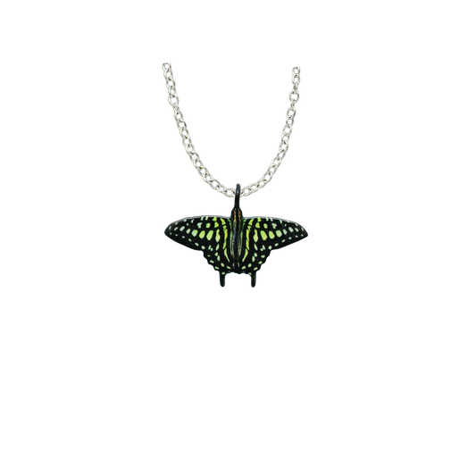 Tailed Jay Butterfly