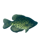 Crappie Pin