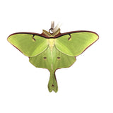 d'ears Luna Moth Ornament #8434
