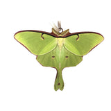 d'ears Luna Moth Ornament #8434