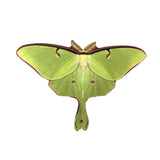 d'ears Luna Moth Magnet, Stainless Steel, #9631