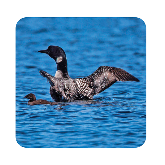 Loon Wood Coaster Set, 3.75x3.75, set of 4