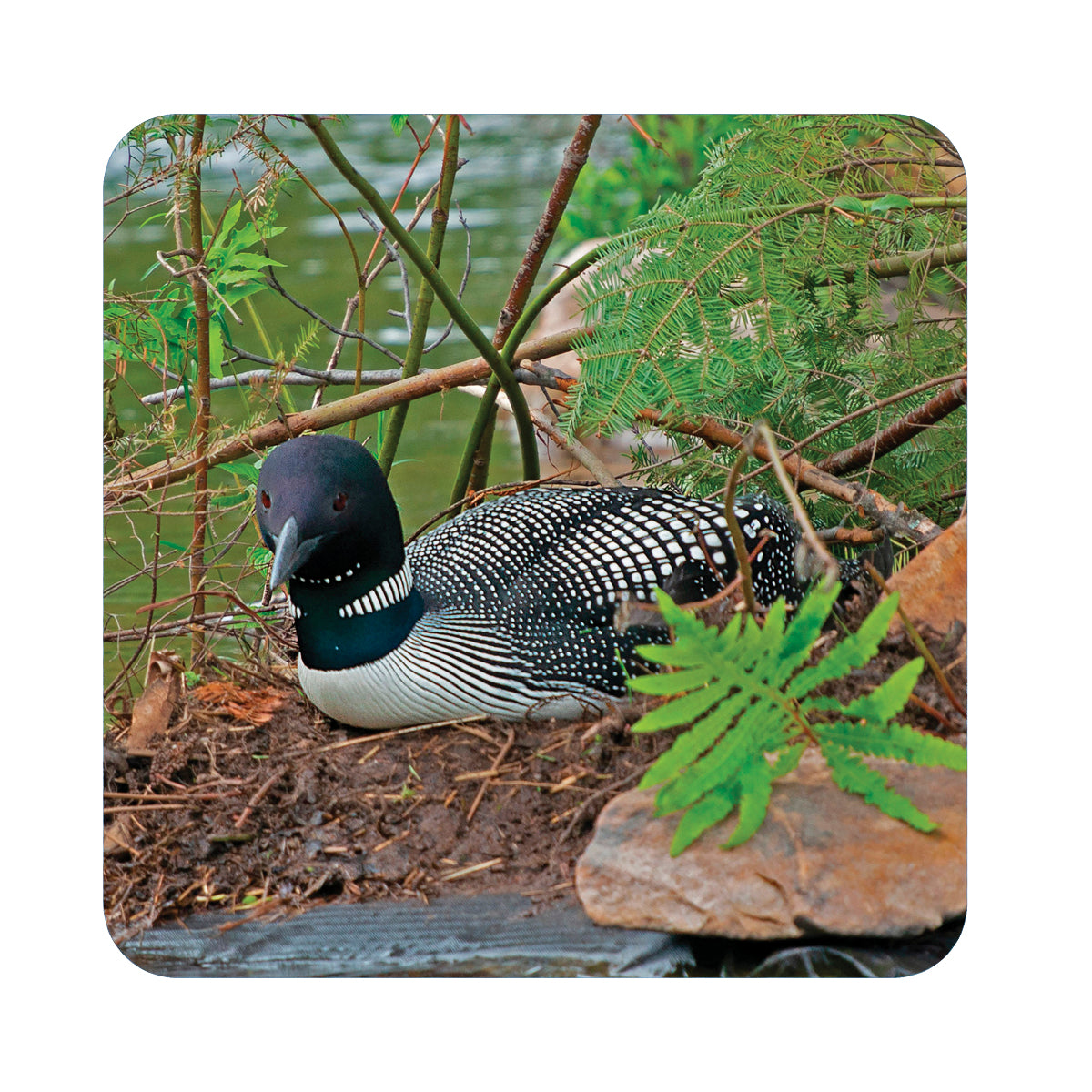 Loon Wood Coaster Set, 3.75x3.75, set of 4