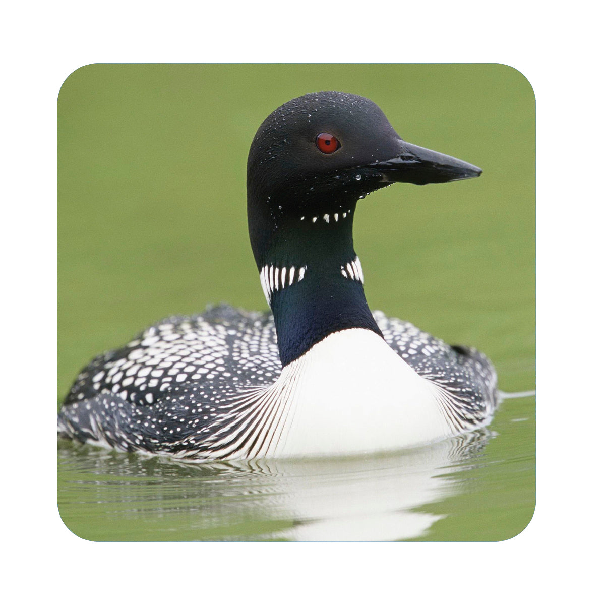 Loon Wood Coaster Set, 3.75x3.75, set of 4