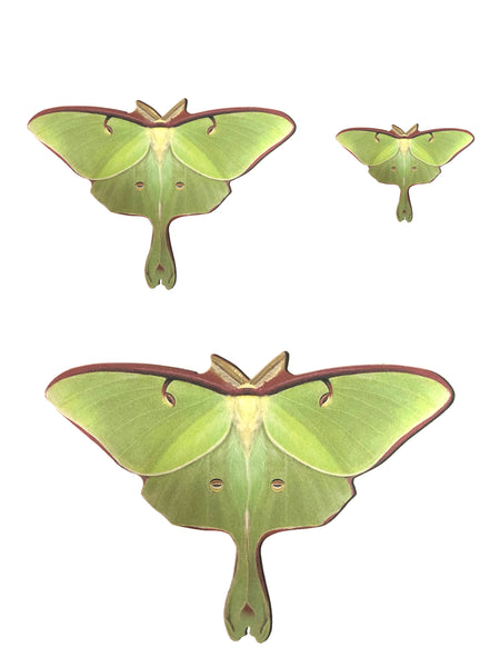 Luna Moth Sticker Pack of 3, made in the USA by d'ears